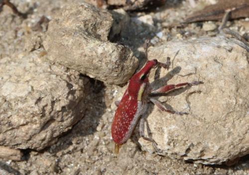 Lixus vilis